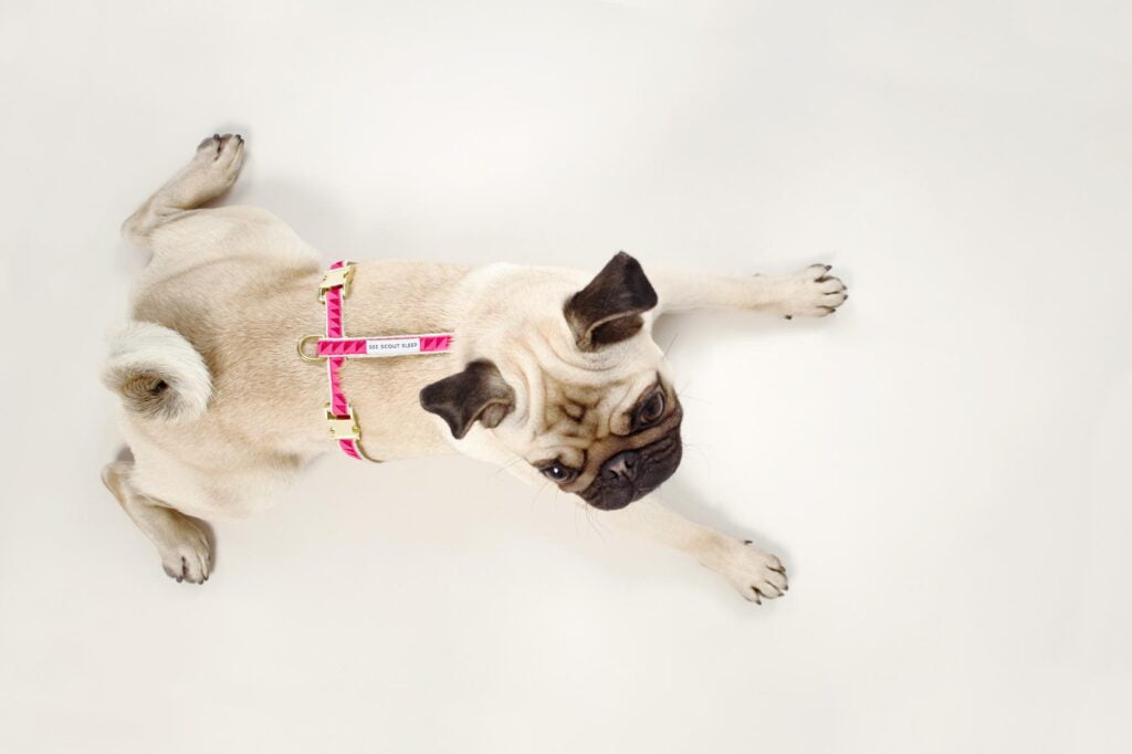 adjustable designer pink dog harness