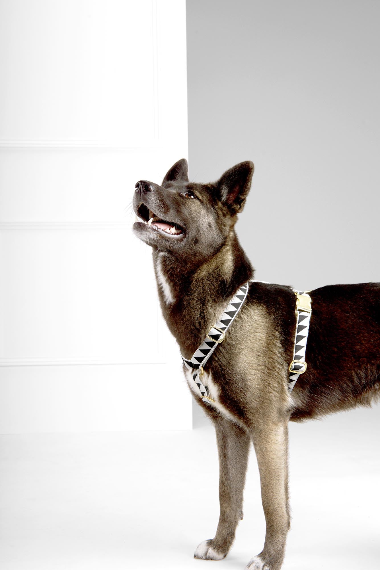 adjustable designer dog harness